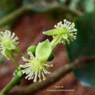 Claoxylon dolichostachyum Cordem.. euphorbiaceae - endémique de La Réunion (4).jpeg